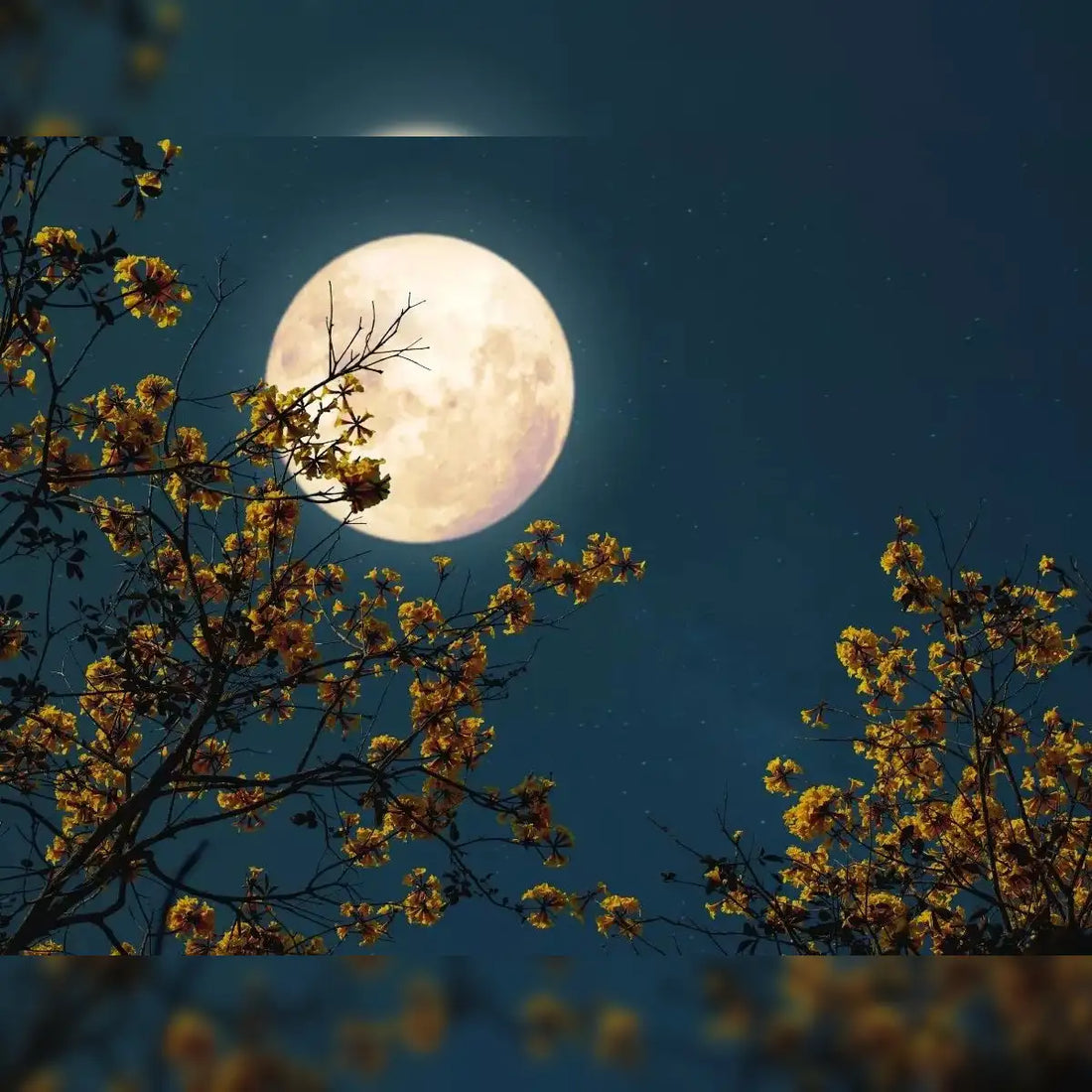 Moon Cycle Cleansing