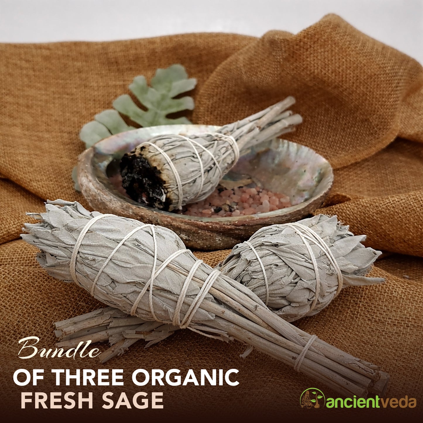White Sage Torch Smudge Sticks with Smudge Guide, 3-Pack