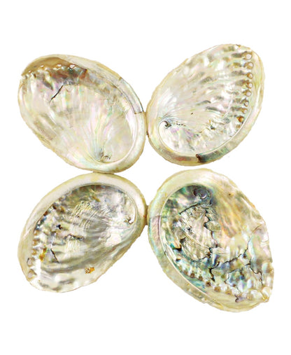3 in. - 4 in. Abalone Shell Smudge Bowl