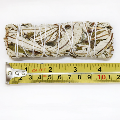 Rolled sage smudge stick with twine on a white background, measured by a tape measure.