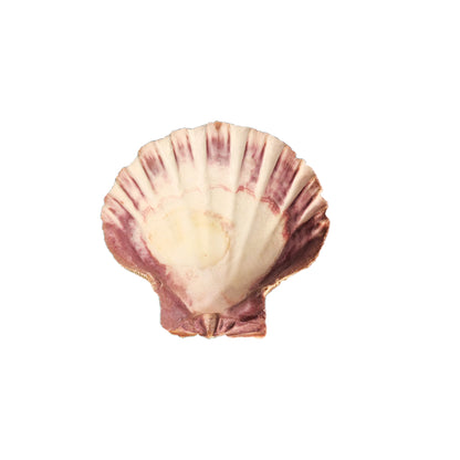 5 in. - 6 in. Lion's Paw Shell Smudge Bowl