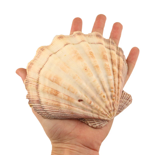 5 in. - 6 in. Lion's Paw Shell Smudge Bowl